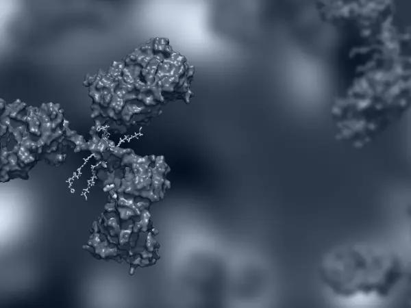 Conjugated antibodies